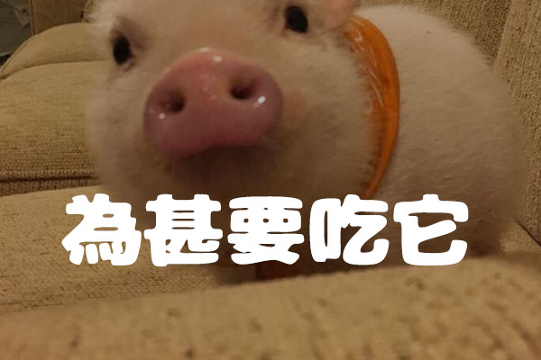 胖胖猪肉体