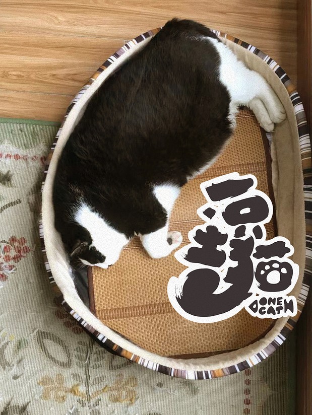 一只土猫
